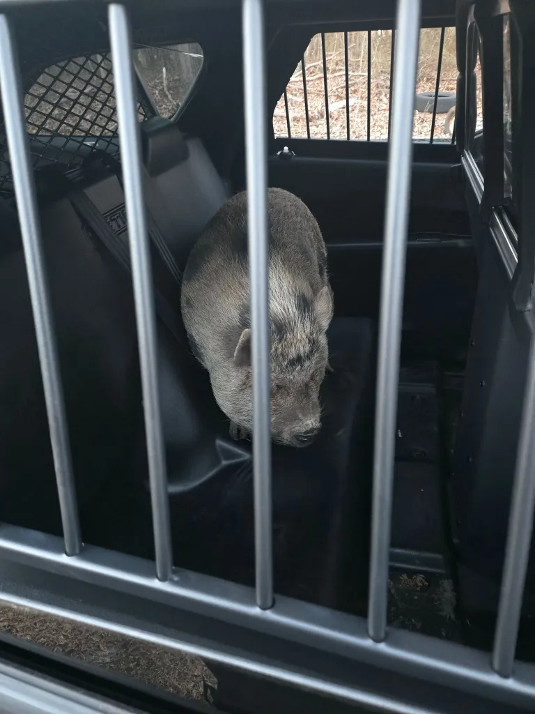 A pig, Penelope, in a transport cage inside a vehicle.