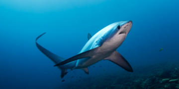 Arkansas Once Had So Many Sharks It’s Now a Shark Skeleton Hot Spot