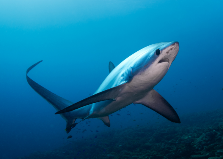 Arkansas Once Had So Many Sharks It’s Now a Shark Skeleton Hot Spot
