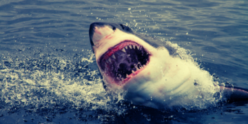 Sharks Aren’t the Villains We Think They Are (and How ‘Jaws’ Ruined Everything)