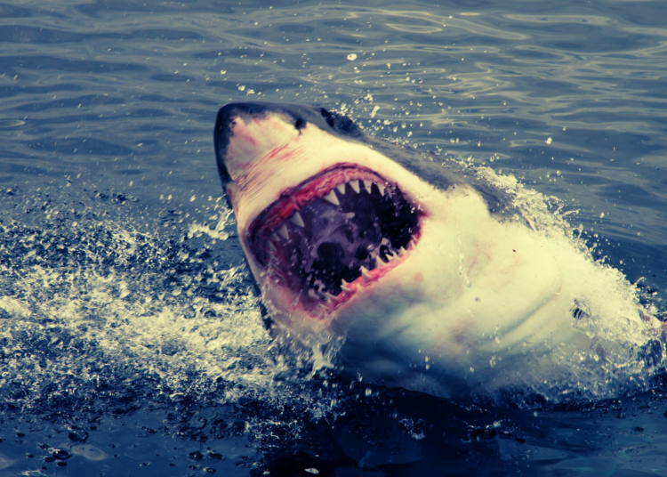 Sharks Aren’t the Villains We Think They Are (and How ‘Jaws’ Ruined Everything)