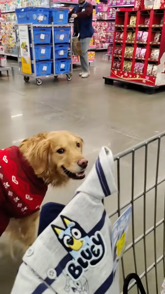 A golden retriever in a red sweater looks up from a shopping cart containing a 
