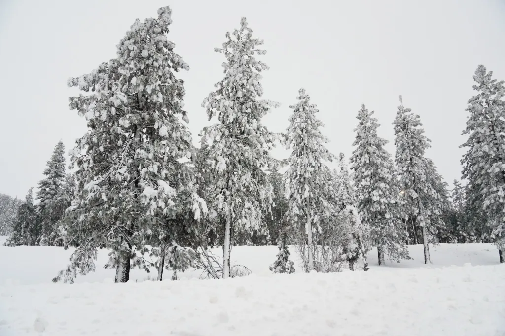 Snow-covered pine trees in Placer County, California.