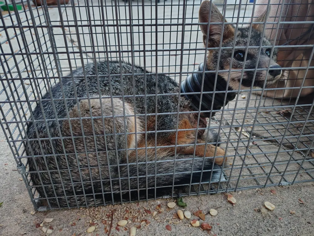 A gray fox with a corrugated pipe stuck around its neck is trapped in a metal cage.