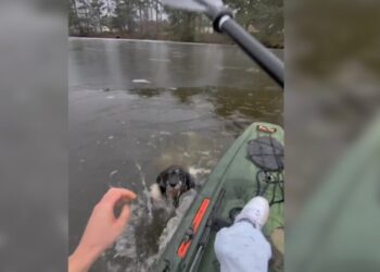 Teen grabs kayak, paddles through icy pond to rescue neighborhood dog