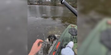 Teen grabs kayak, paddles through icy pond to rescue neighborhood dog