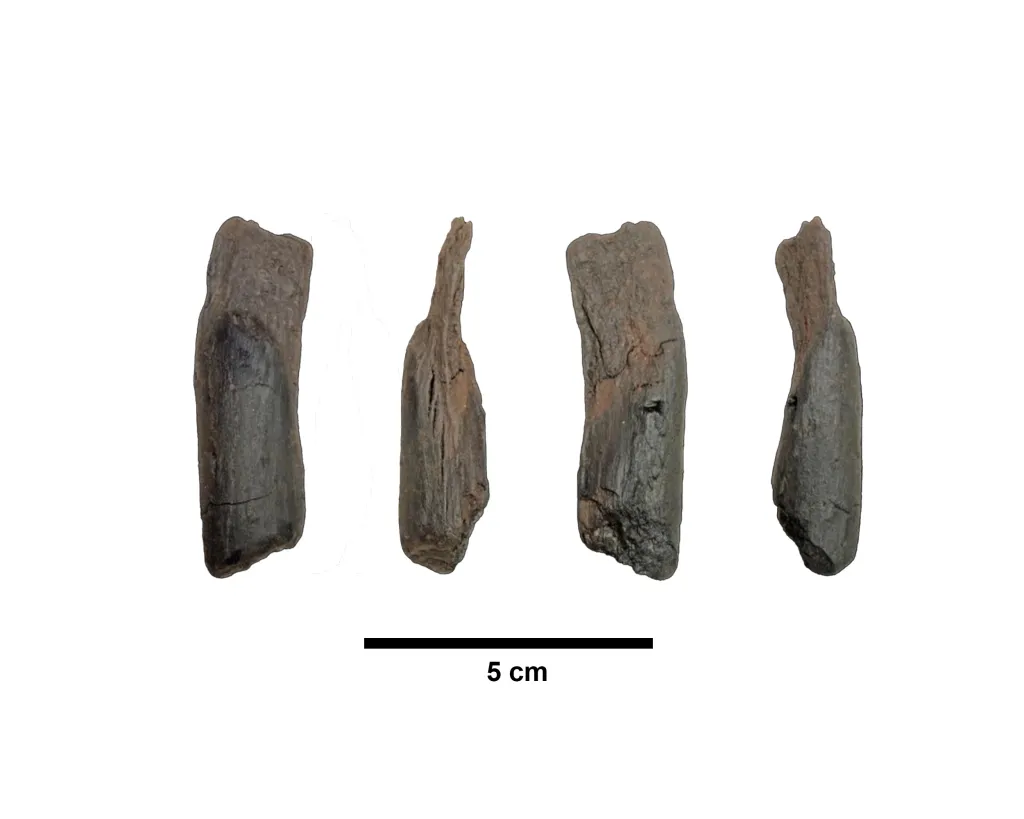 Four views of a 430,000-year-old wooden tool from Greece, shown with a 5 cm scale.