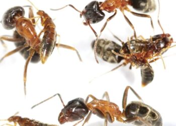 A SoCal beetle that poses as an ant may have answered a key question about evolution