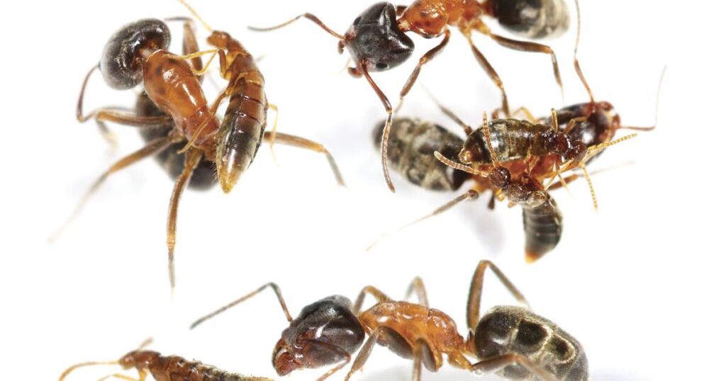 A SoCal beetle that poses as an ant may have answered a key question about evolution