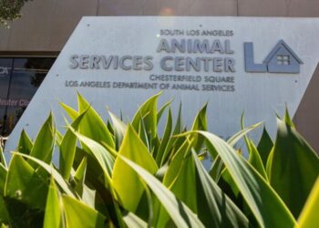 Dogs confined to kennels for 3 weeks running as illness grips South L.A. animal shelter