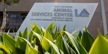 Dogs confined to kennels for 3 weeks running as illness grips South L.A. animal shelter