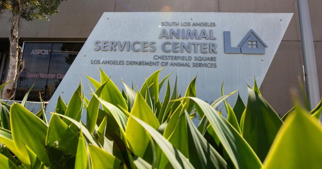 Dogs confined to kennels for 3 weeks running as illness grips South L.A. animal shelter