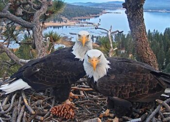 Celebrity eagle Jackie lays another egg after ravens destroy Big Bear couple’s first clutch