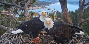 Celebrity eagle Jackie lays another egg after ravens destroy Big Bear couple’s first clutch