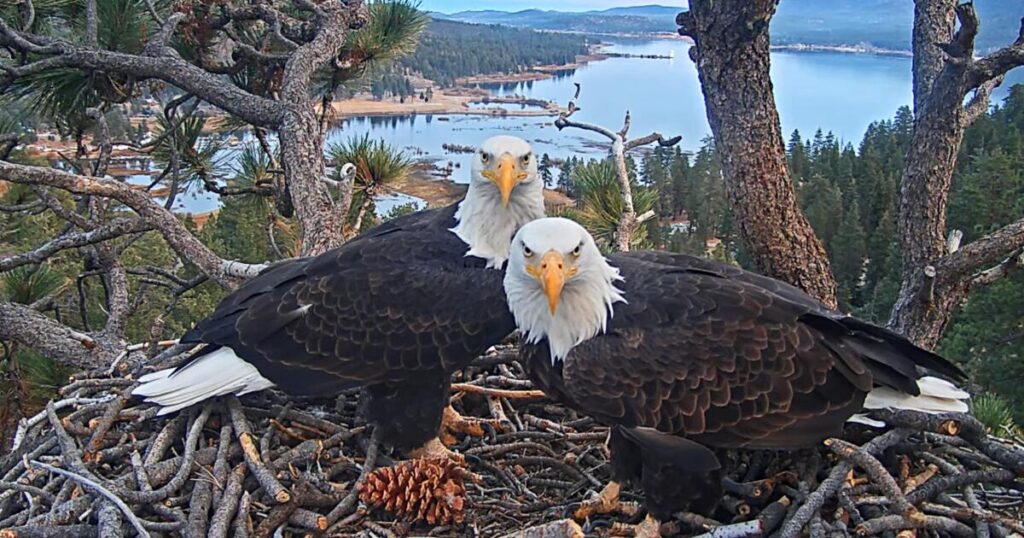 Celebrity eagle Jackie lays another egg after ravens destroy Big Bear couple’s first clutch