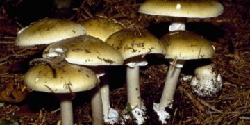 California mushroom poisonings are on the rise. Here’s what’s being done to curb exposure
