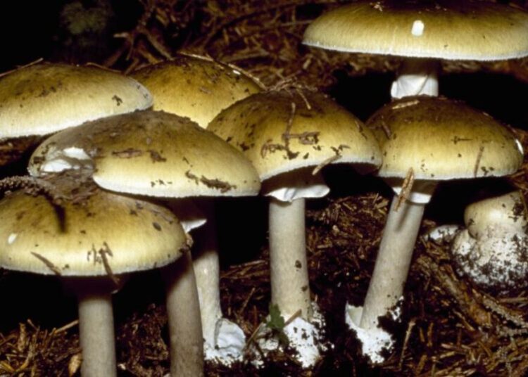 California mushroom poisonings are on the rise. Here’s what’s being done to curb exposure