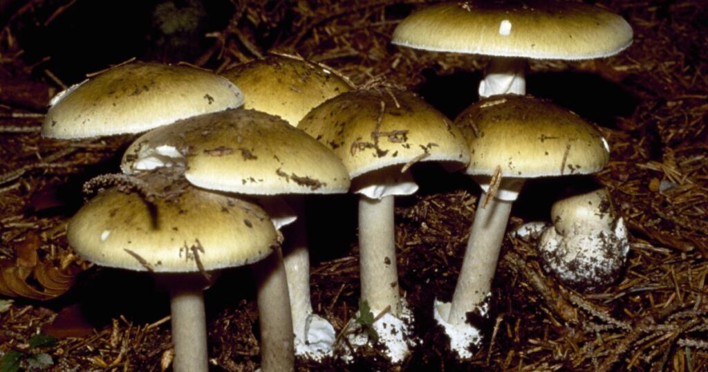California mushroom poisonings are on the rise. Here’s what’s being done to curb exposure