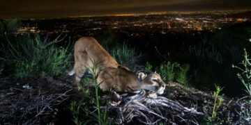More than 1,400 California mountain lions get endangered species protections