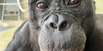 Can apes play pretend? Scientists use an imaginary tea party to find out