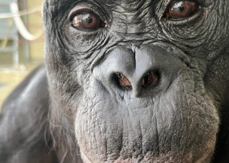 Can apes play pretend? Scientists use an imaginary tea party to find out