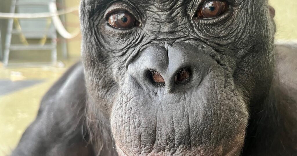 Can apes play pretend? Scientists use an imaginary tea party to find out