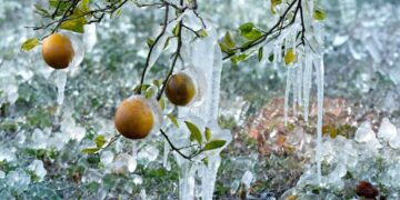 More heavy snow, canceled flights — and, in Florida, falling iguanas