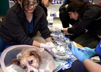 Pets needed help during the L.A. firestorm. A new bill aims to improve preparedness