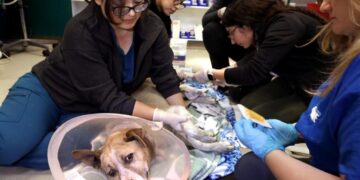 Pets needed help during the L.A. firestorm. A new bill aims to improve preparedness