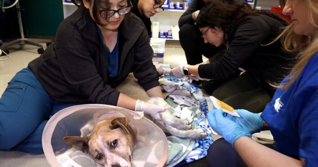 Pets needed help during the L.A. firestorm. A new bill aims to improve preparedness