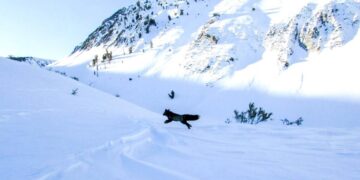 Sleek, lithe and extremely rare: This elusive California fox has finally been GPS-collared