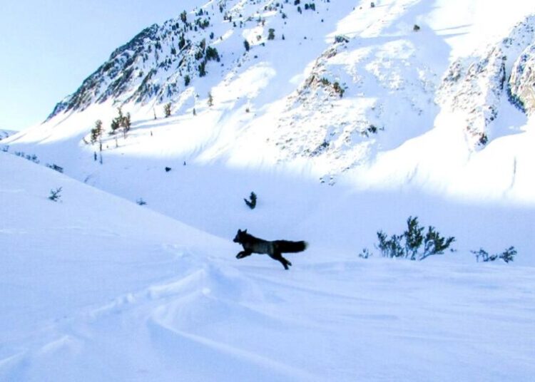 Sleek, lithe and extremely rare: This elusive California fox has finally been GPS-collared