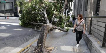 He said he loved trees but chain-sawed 13 of them in bizarre L.A. vandalism rampage