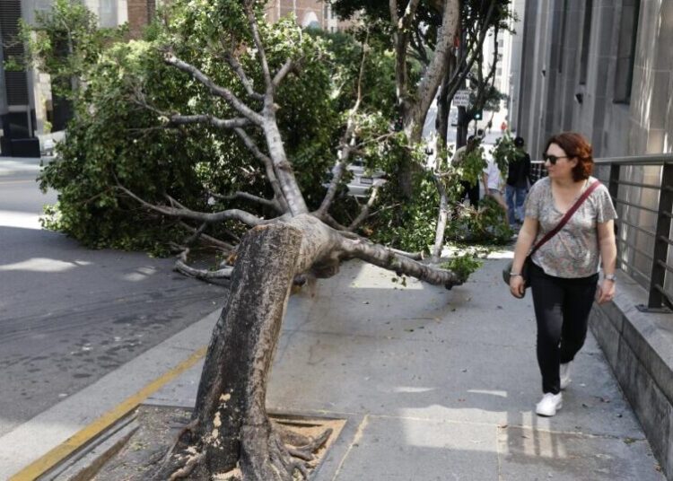 He said he loved trees but chain-sawed 13 of them in bizarre L.A. vandalism rampage