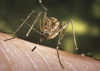 Mosquitoes are back with a bite in SoCal. Why they’re nibbling in the winter