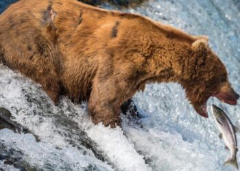 Is there a duty to save wild animals from natural suffering?