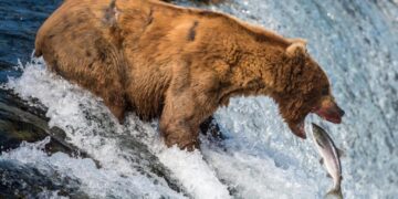 Is there a duty to save wild animals from natural suffering?