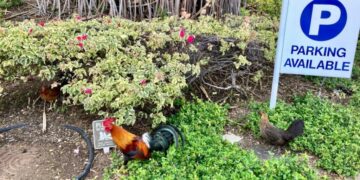 Hawaii residents sick of early crowing and aggressive pecking could be allowed to kill wild chickens