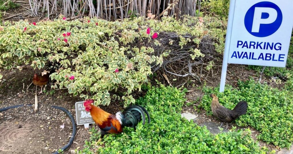 Hawaii residents sick of early crowing and aggressive pecking could be allowed to kill wild chickens