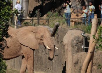 So close you can see elephant eyelashes? Welcome to San Diego’s Elephant Valley