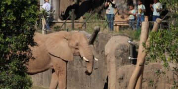 So close you can see elephant eyelashes? Welcome to San Diego’s Elephant Valley