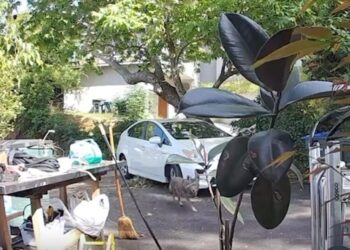 Video: Coyote stalks Pasadena toddler. Watch the panicked reaction