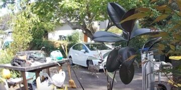 Video: Coyote stalks Pasadena toddler. Watch the panicked reaction