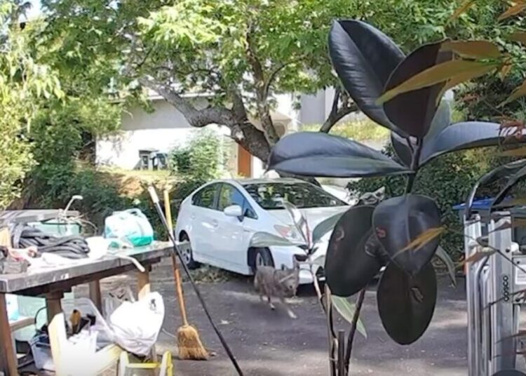 Video: Coyote stalks Pasadena toddler. Watch the panicked reaction