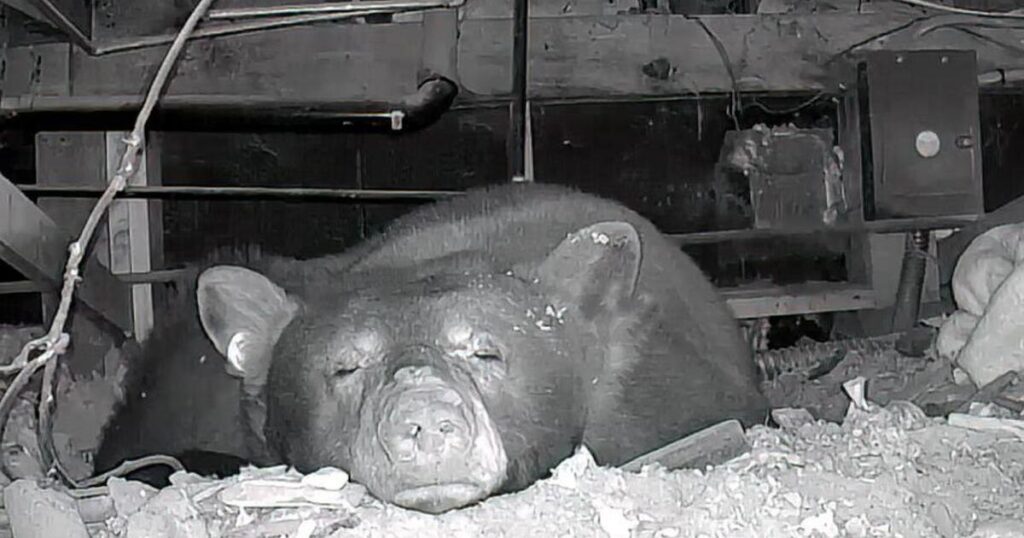 How one Tahoe renter is adjusting to unusual roommates: Mama bear and 3 cubs