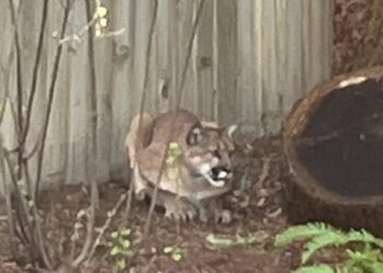 Mountain lion spotted in Northern California days after another was captured