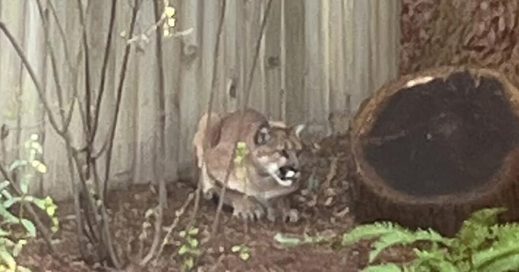 Mountain lion spotted in Northern California days after another was captured