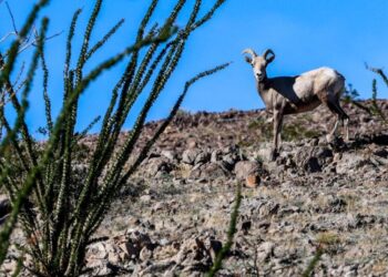 Rare sheep are U.S.-Mexico border crossers, but they’re hitting a sharp new obstacle