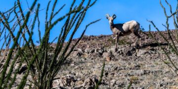 Rare sheep are U.S.-Mexico border crossers, but they’re hitting a sharp new obstacle