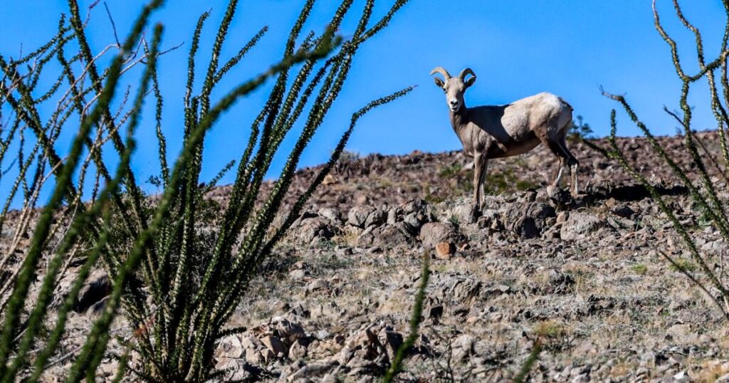 Rare sheep are U.S.-Mexico border crossers, but they’re hitting a sharp new obstacle